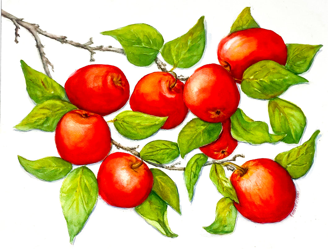 Apple Tree Branch with Red Apples Watercolor 12x16 Painting, Prints, and Cards