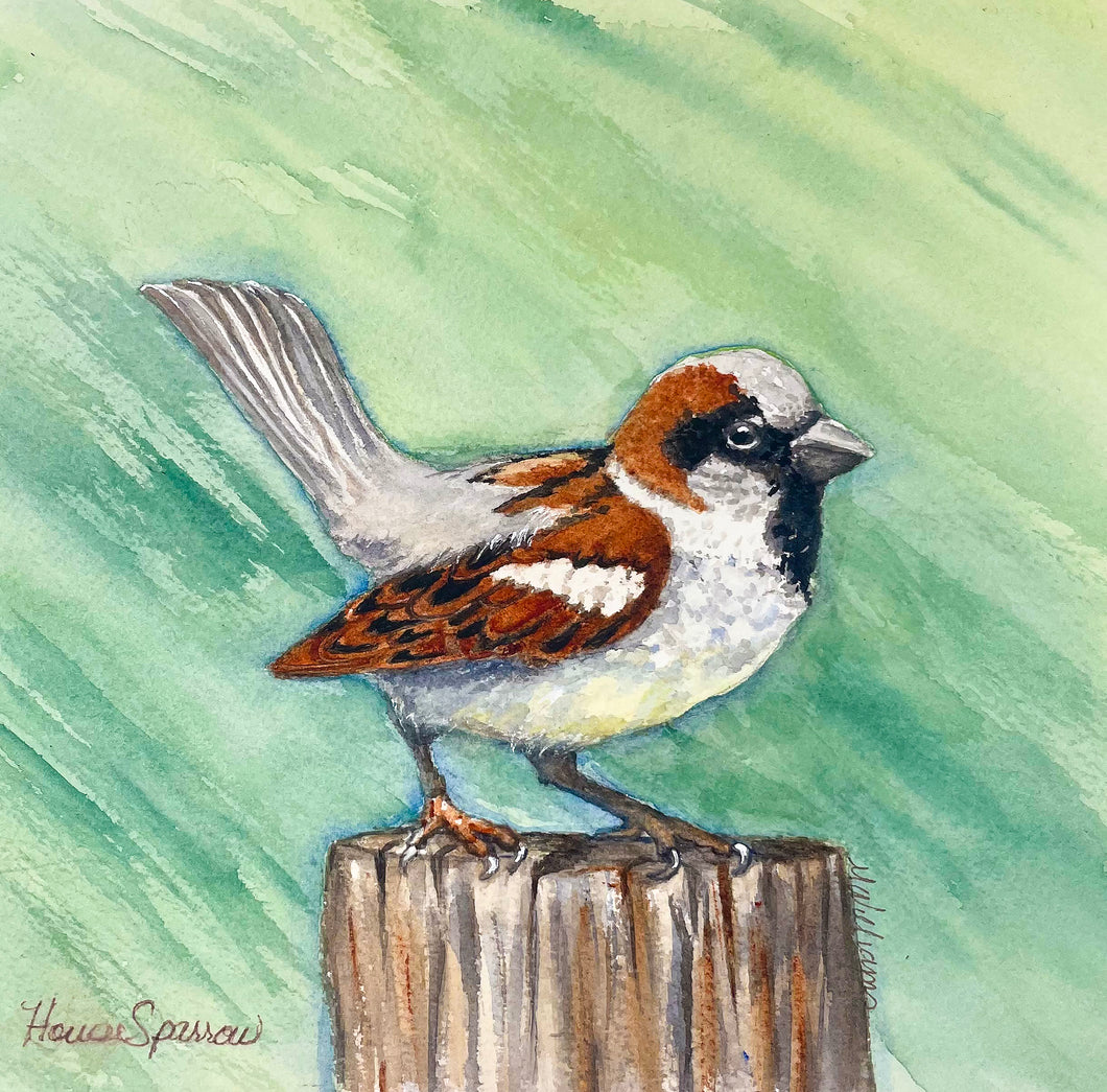 House Sparrow 8x8 Watercolor Painting