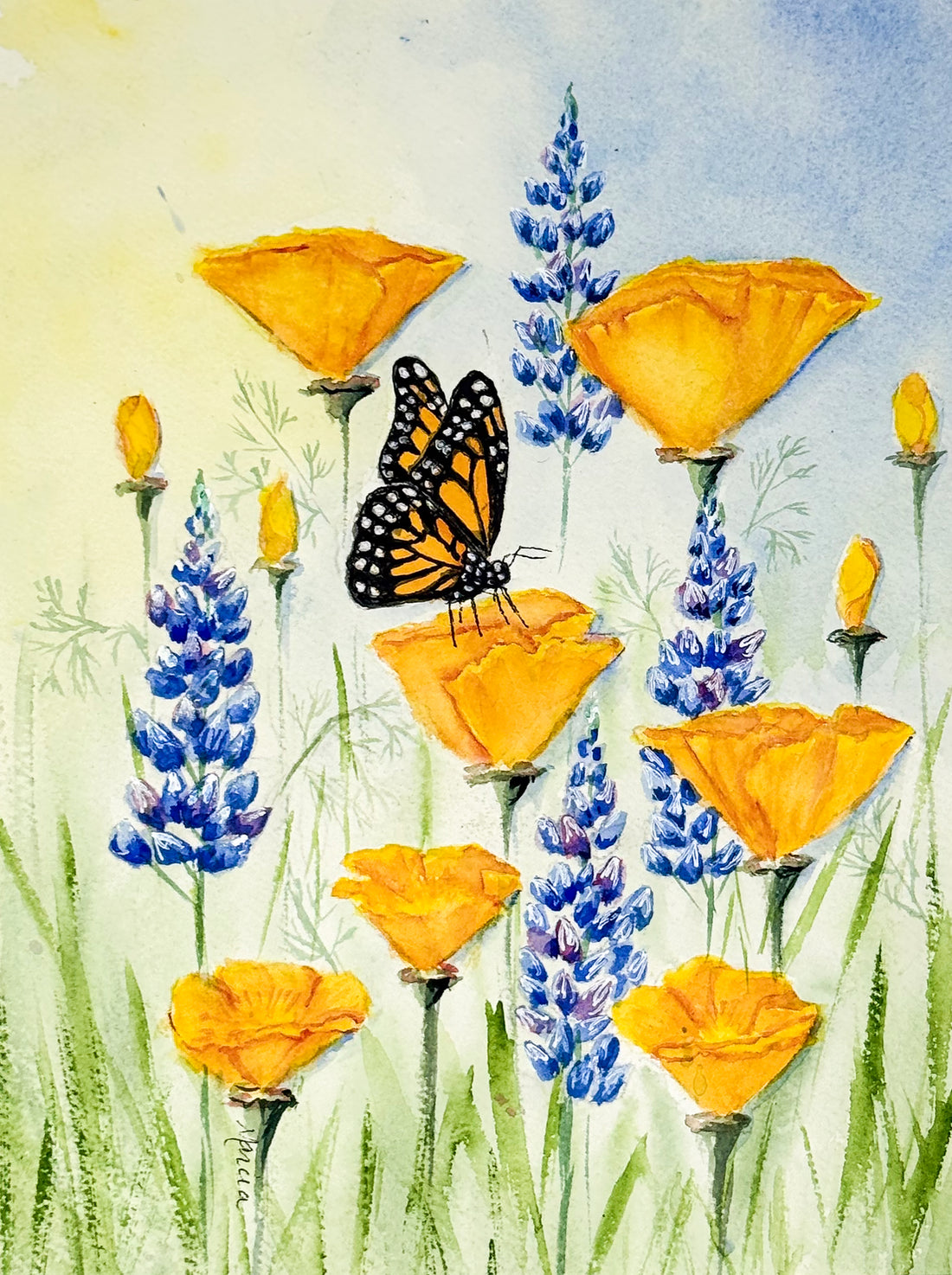 Golden California Beauty