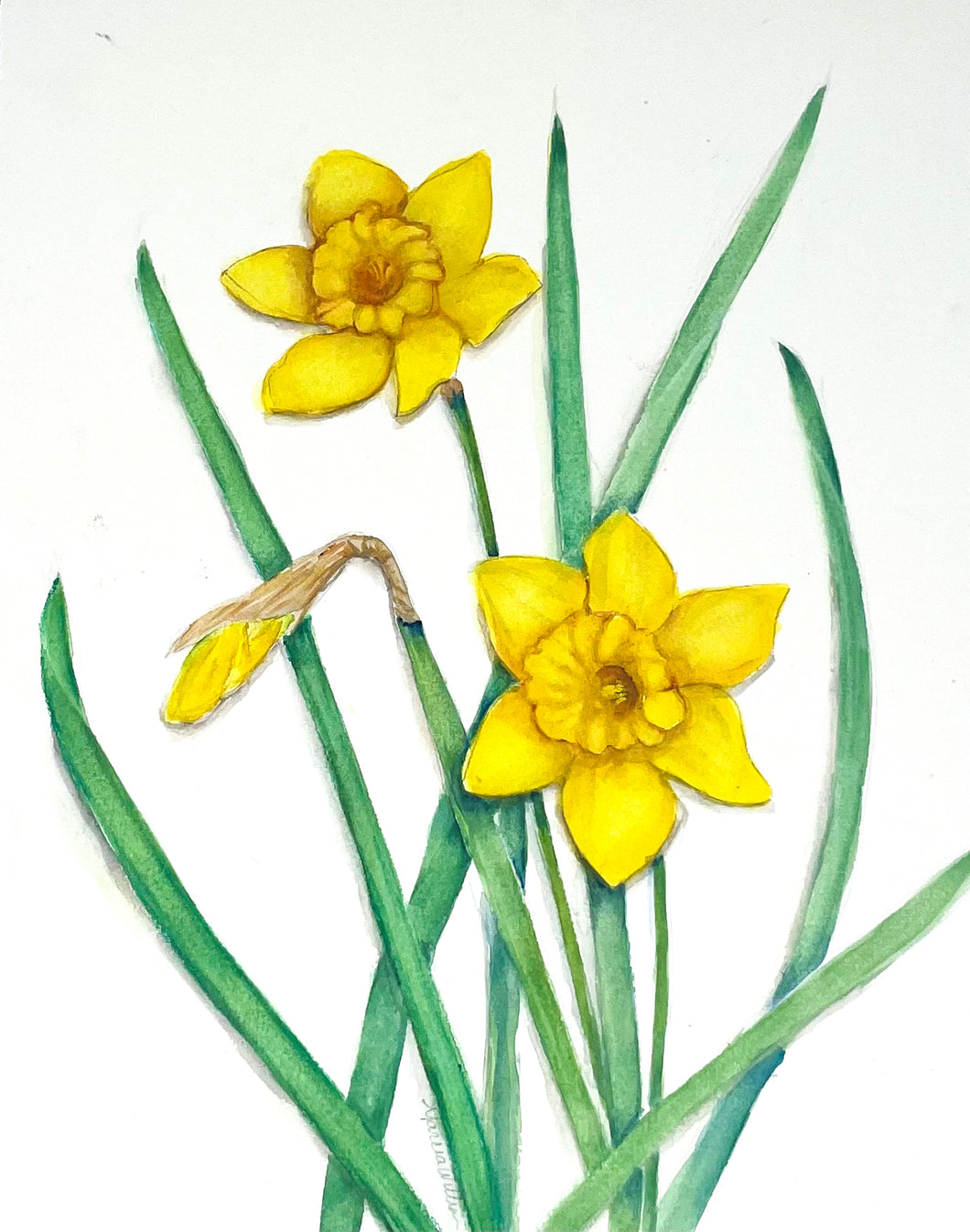 Daffodils 11x14 Watercolor Painting