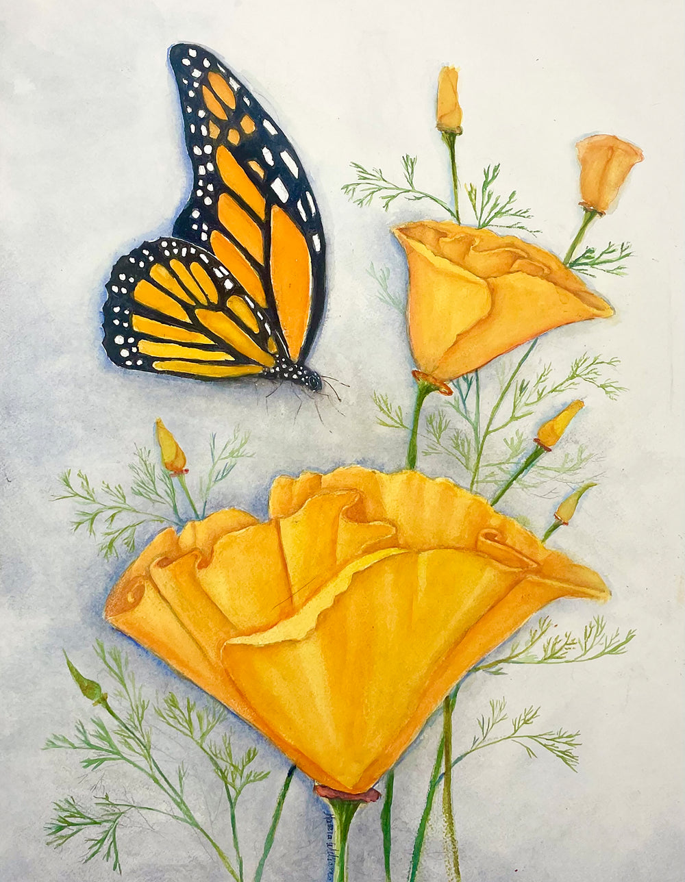 Brilliant California Monarch Butterfly and California Poppy Watercolor Painting