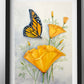 Brilliant California Monarch Butterfly and California Poppy  Prints and Cards