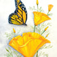 Brilliant California:  14x20 Monarch Butterfly and Golden Poppies Watercolor Painting