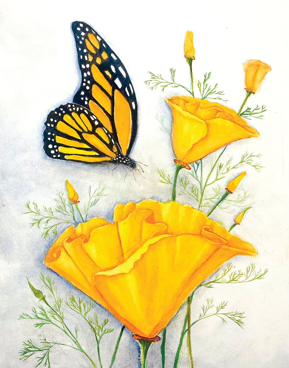 Brilliant California:  14x20 Monarch Butterfly and Golden Poppies Watercolor Painting