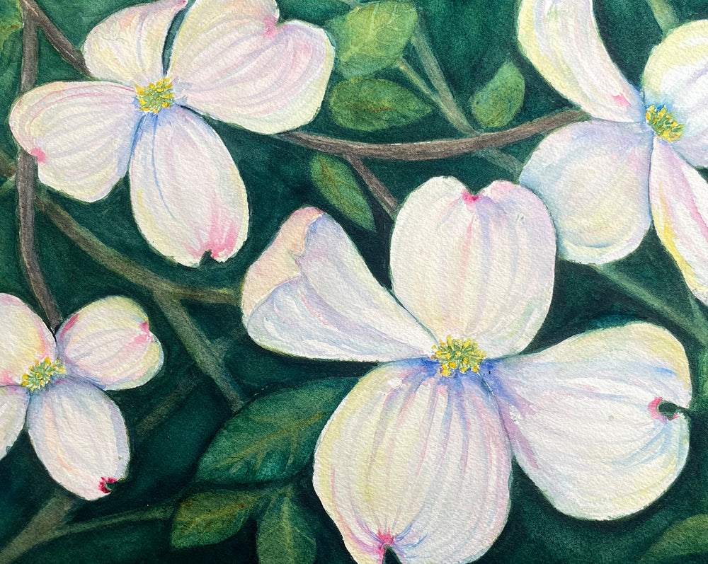 Dogwood Blossoms 8x10 Watercolor Painting