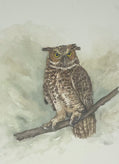 Great Horned Owl Watercolor Painting