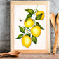 Lemons and Bee – A Lively Still Life:  8x10 Watercolor Painting