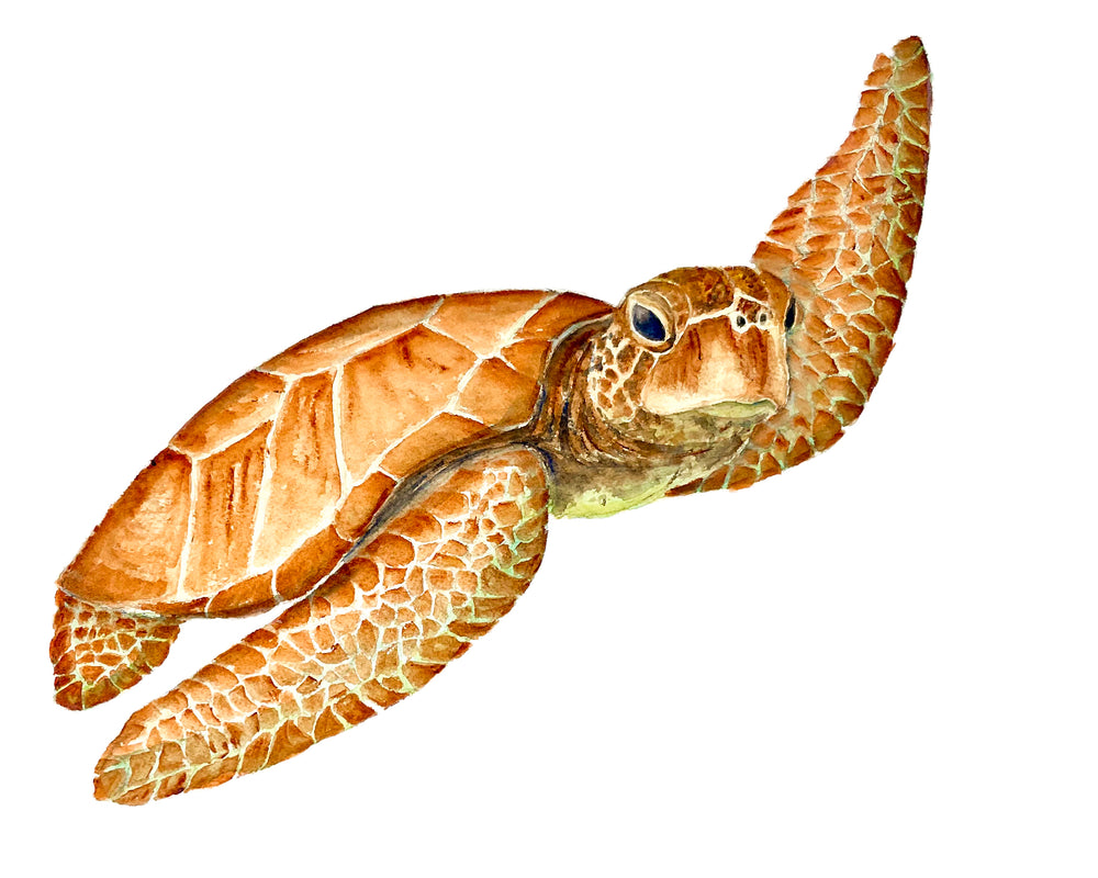 Green Sea Turtle