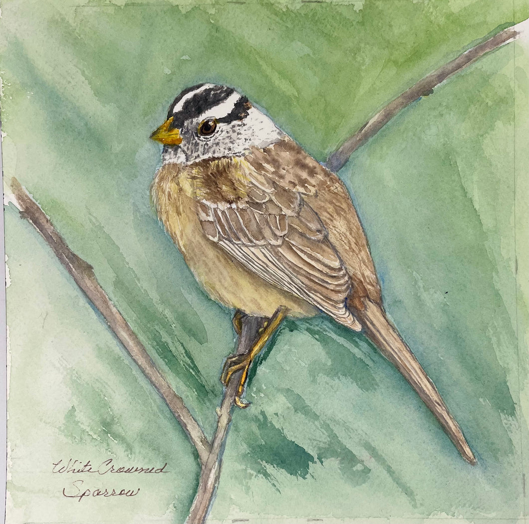 Wnite Crown Sparrow 8x8 Watercolor Painting