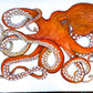 Octopus Dances in the Deep