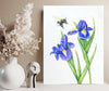 Bee and Purple Iris Watercolor  Prints, and Cards