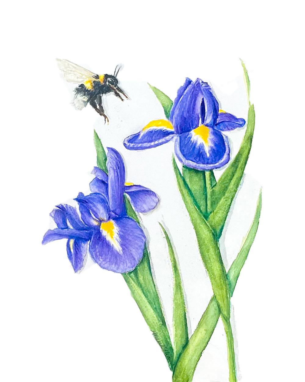 Bee and Purple Iris Watercolor  Prints, and Cards