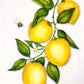 Lemons and Bee – A Lively Still Life:  8x10 Watercolor Painting