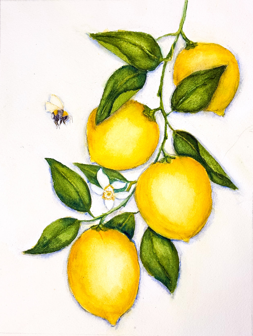 Lemons and Bee – A Lively Still Life:  8x10 Watercolor Painting