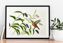 Load image into Gallery viewer, Hummingbird and Mexican Sage Prints and Cards

