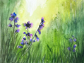 Purple Wildflowers