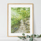 Forest Trail Prints and Cards