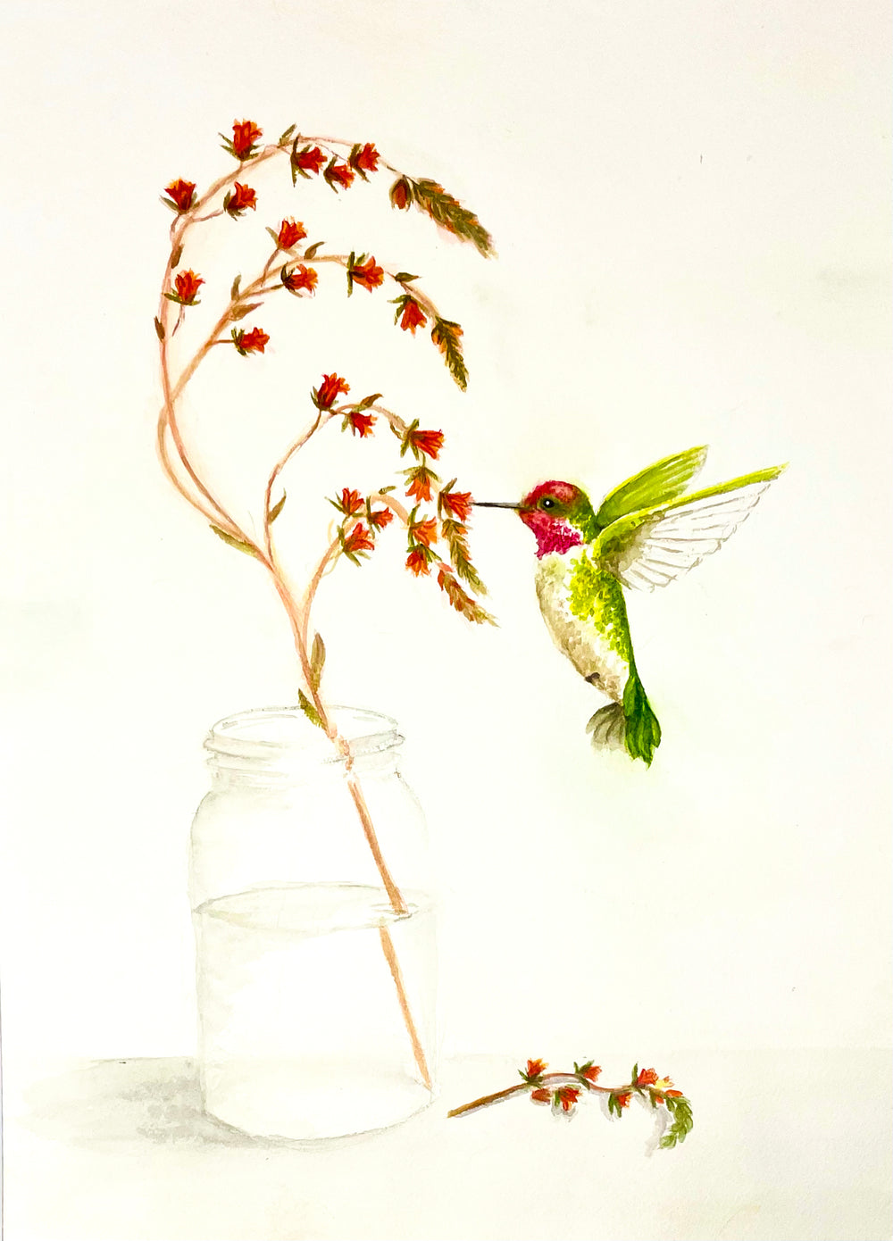 Anna's Hummingbird Print