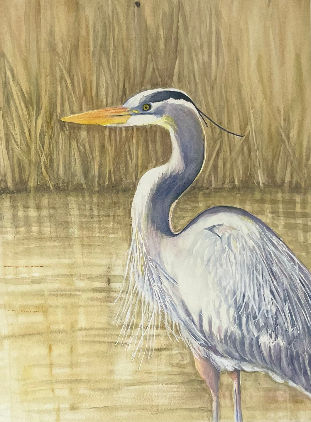 Great Blue Heron Prints and Cards