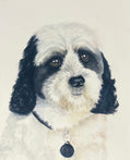 Pet Portraits