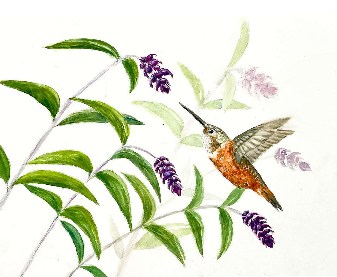 Hummingbird and Mexican Sage Prints and Cards