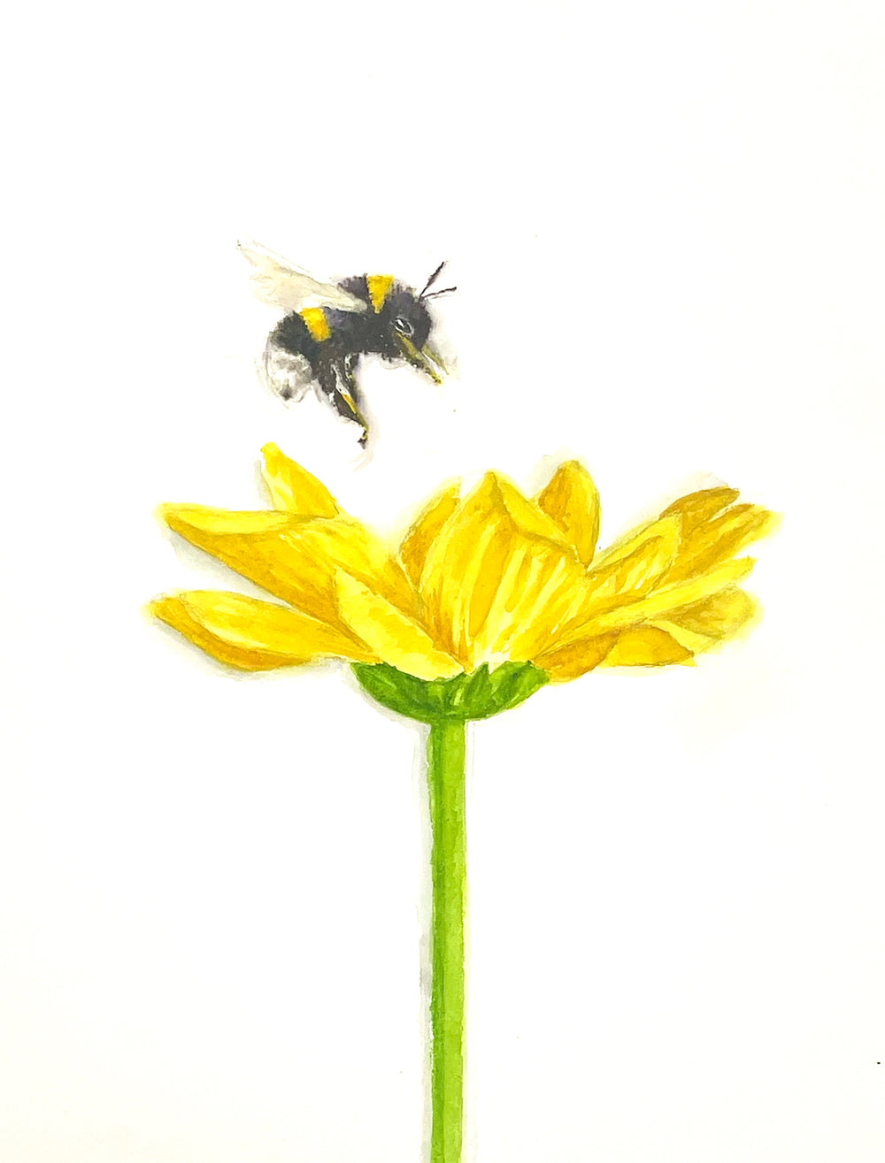 Bumblebee with Yellow Flower Prints and Cards