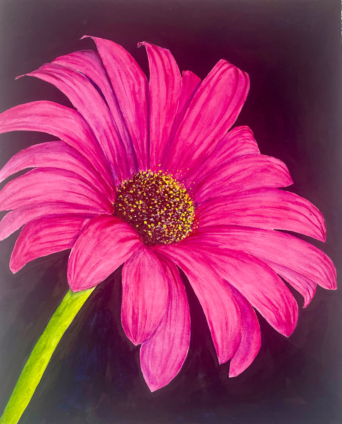 Pink Gerbara