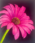 Pink Gerbara
