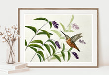 Load image into Gallery viewer, Hummingbird and Mexican Sage Prints and Cards
