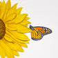 Monarch Butterfly and Sunflower Painting, Prints, and Cards